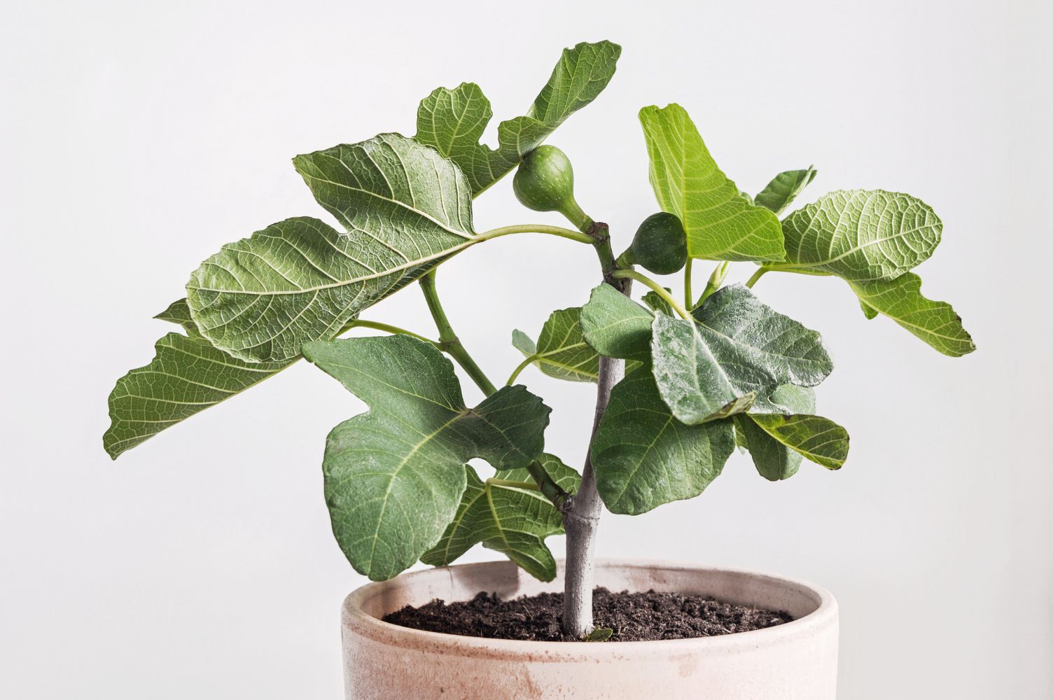 Growing fig deals trees in containers